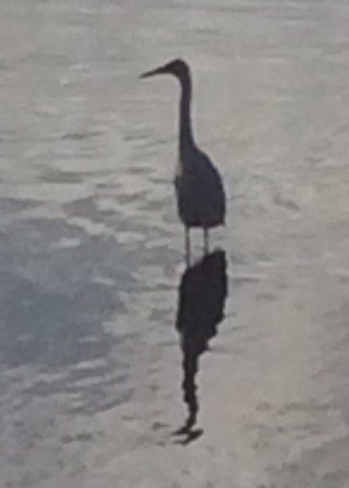 An Egret at Twin Lakes Beach