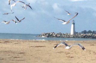 Seagulls on a Windy Day