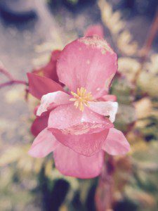 A pink flower with yellow stamen and leaves.