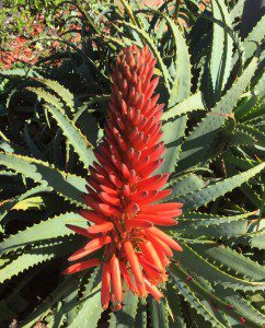 A red flower is growing in the middle of some green leaves.