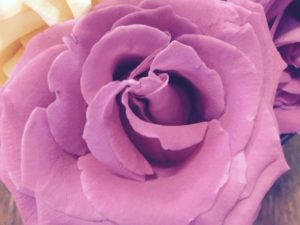 A close up of the center of a purple flower.