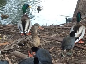 A group of ducks sitting on top of a tree.